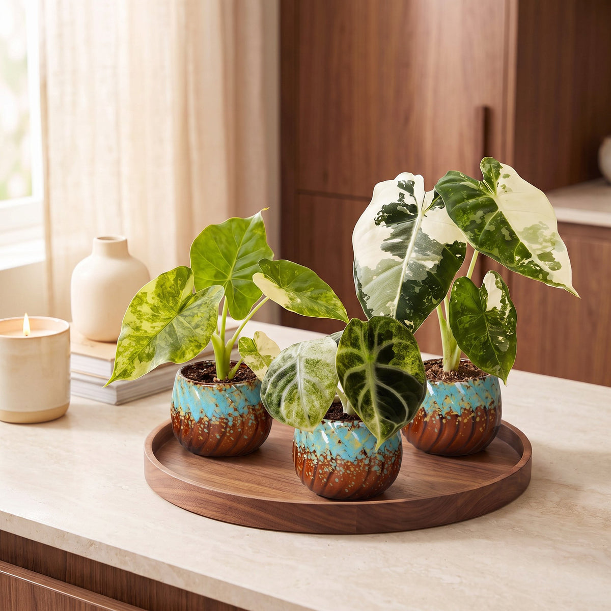 Baby Alocasia Tricolour Variegata 3x - Groen - Zwart - Variegata - Tropisch - incl. Copper Reef - Ø6cm - ↕5-15cm