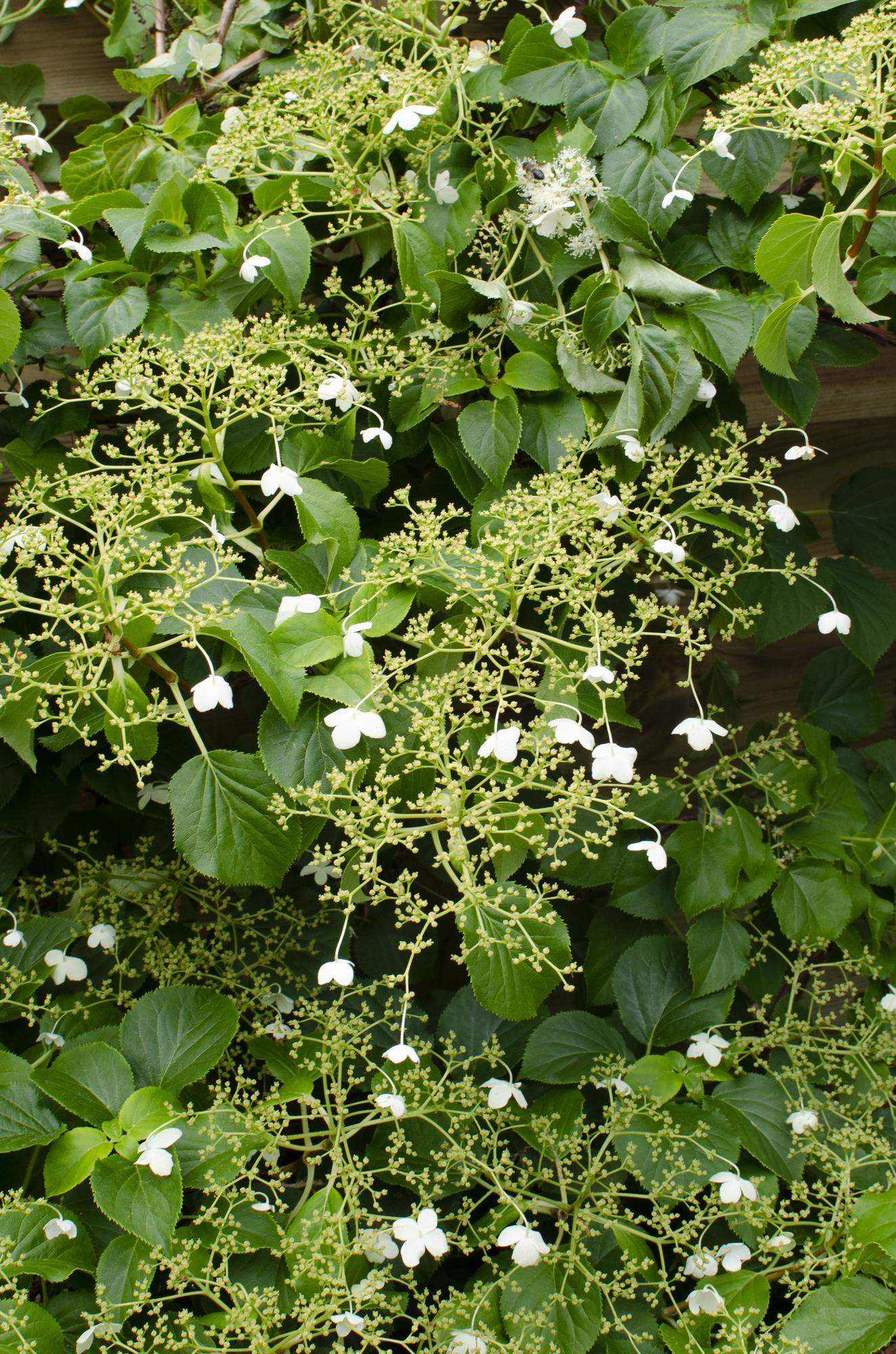 Hydrangea petiolaris - Climbing hydrangea - Ø15cm - ↕65cm