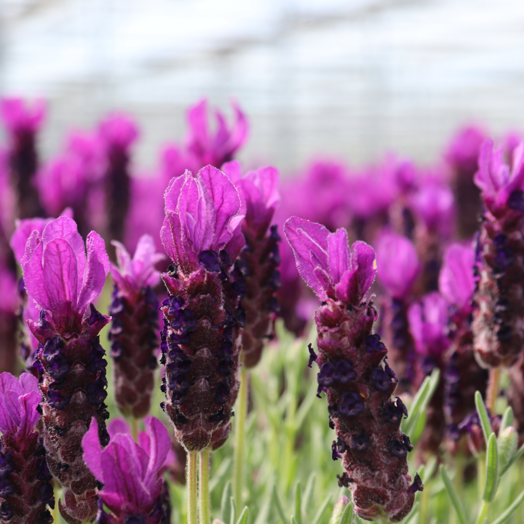 Lot de 6 Lavandula stoechas Anouk® - Pot de 12 cm - Lot de 6 lavandes françaises