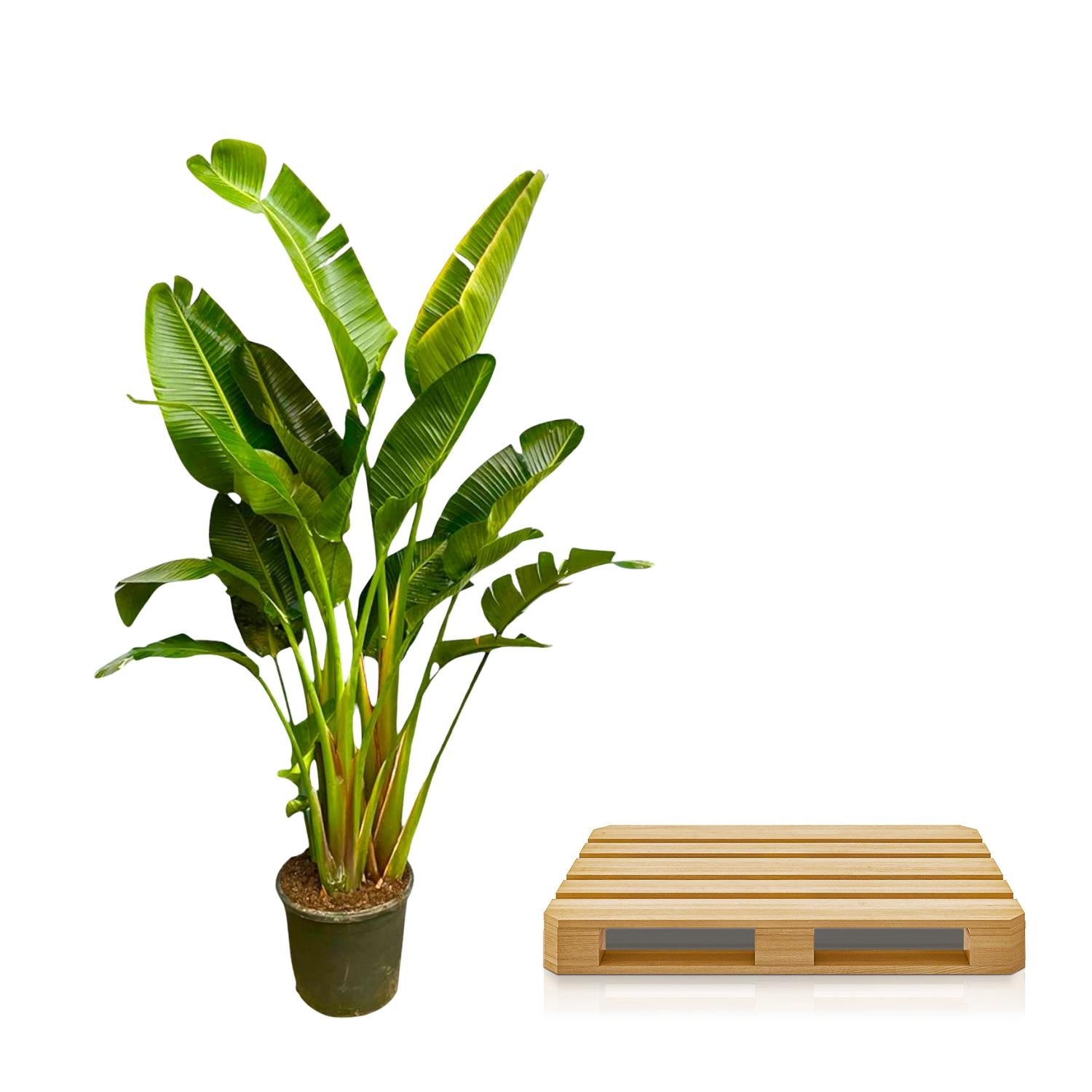 Strelitzia Augusta multi-tronc XXL - 250 cm - ø30-40