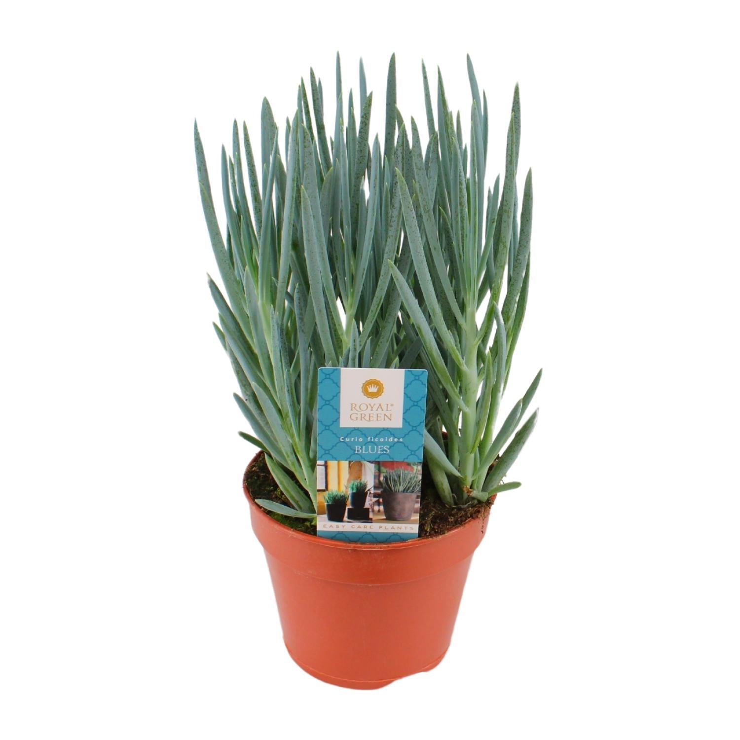Curio Blues - Ø15 cm - ↕30 cm