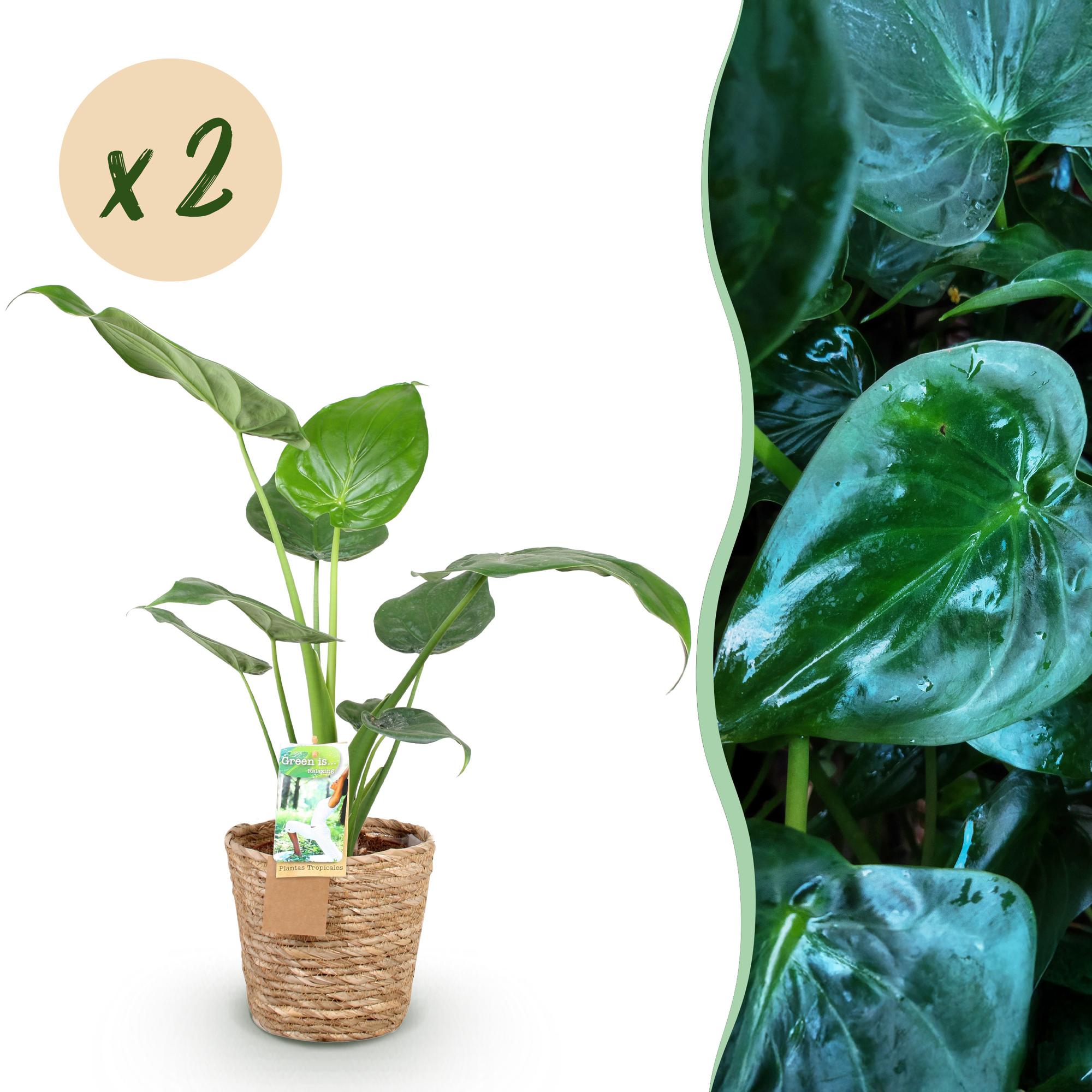 Alocasia Cucullata - Olifantsoor - met mand - Pot 17cm - Hoogte 60-65cm 2x