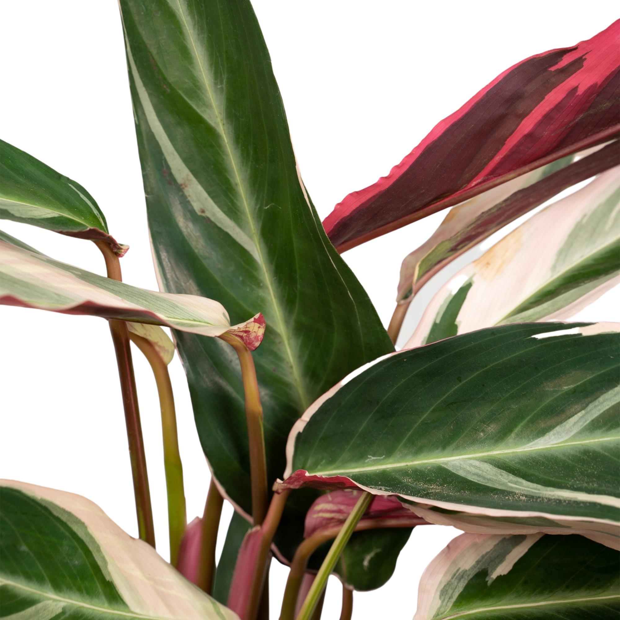 Calathea Triostar – Pfauenblume – Ø 19 cm – ↕ 70 cm