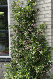3x - Mélange de Trachelospermum - ↨65cm - Ø15