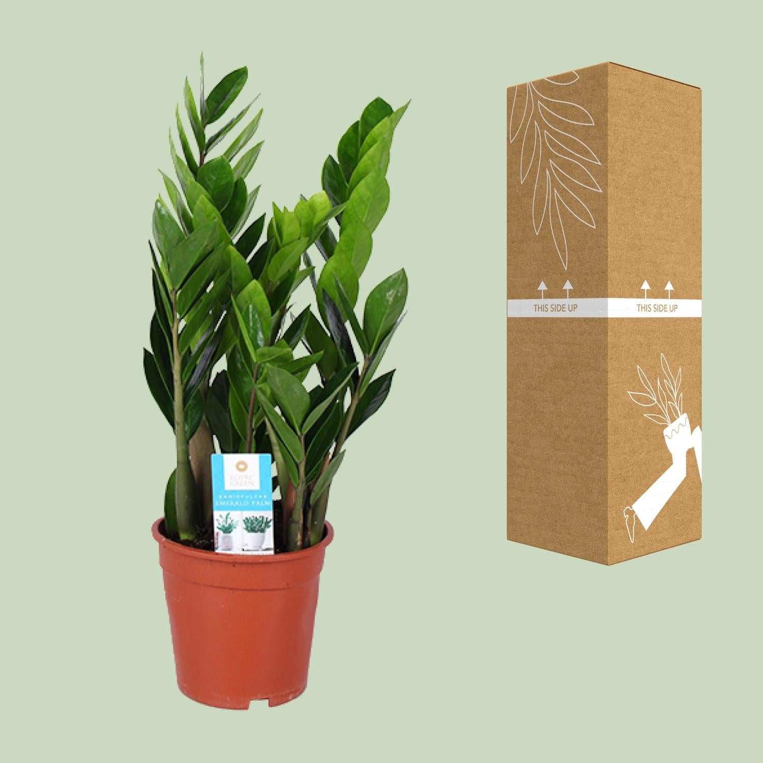 Zamioculcas Zamiifolia - Ø17 cm - ↕60 cm