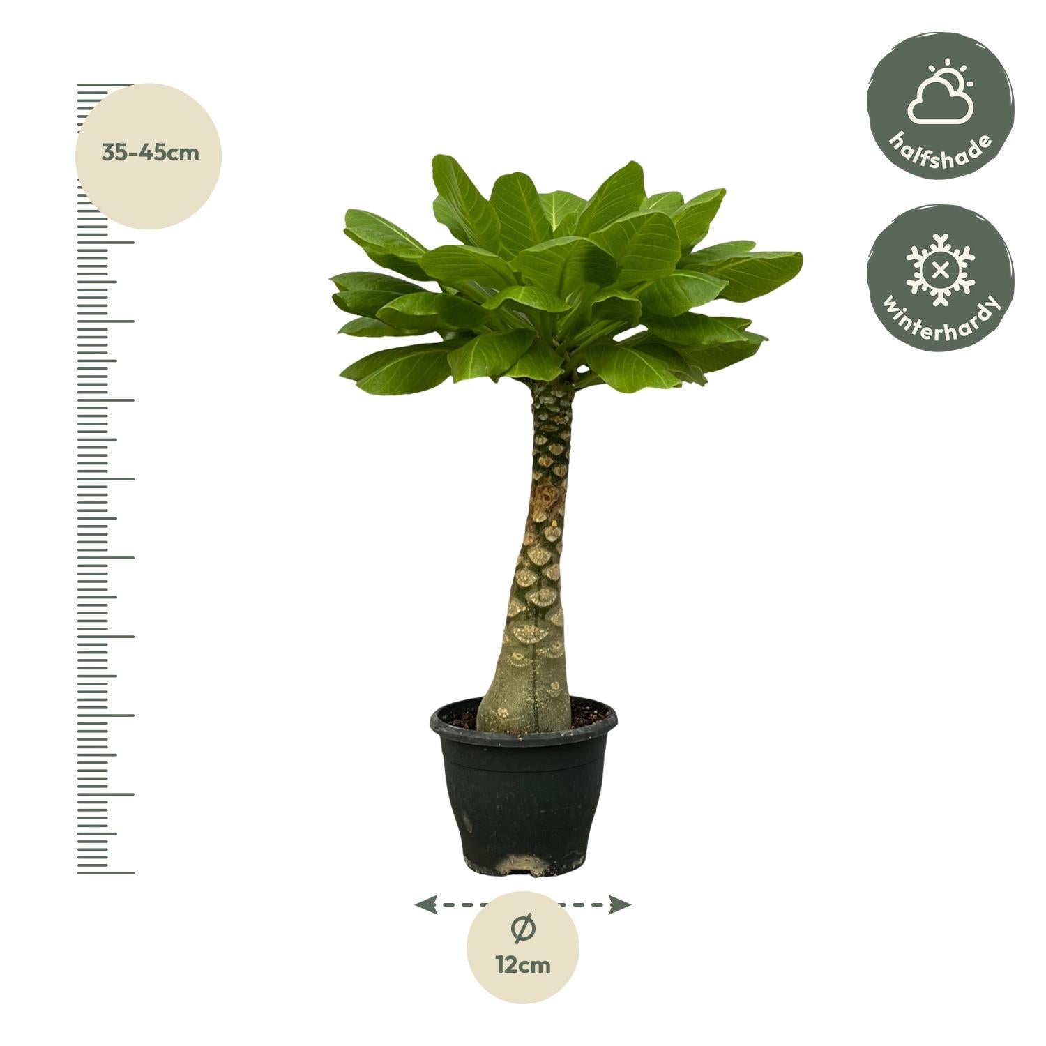Brighamia Insignis - 25 cm - Ø12cm