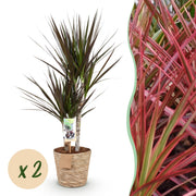 Dracaena Magenta - Drakenbloedboom - Weinig onderhoud - met mand - Groen - 2 Planten - Pot 17cm - Hoogte 70-80cm