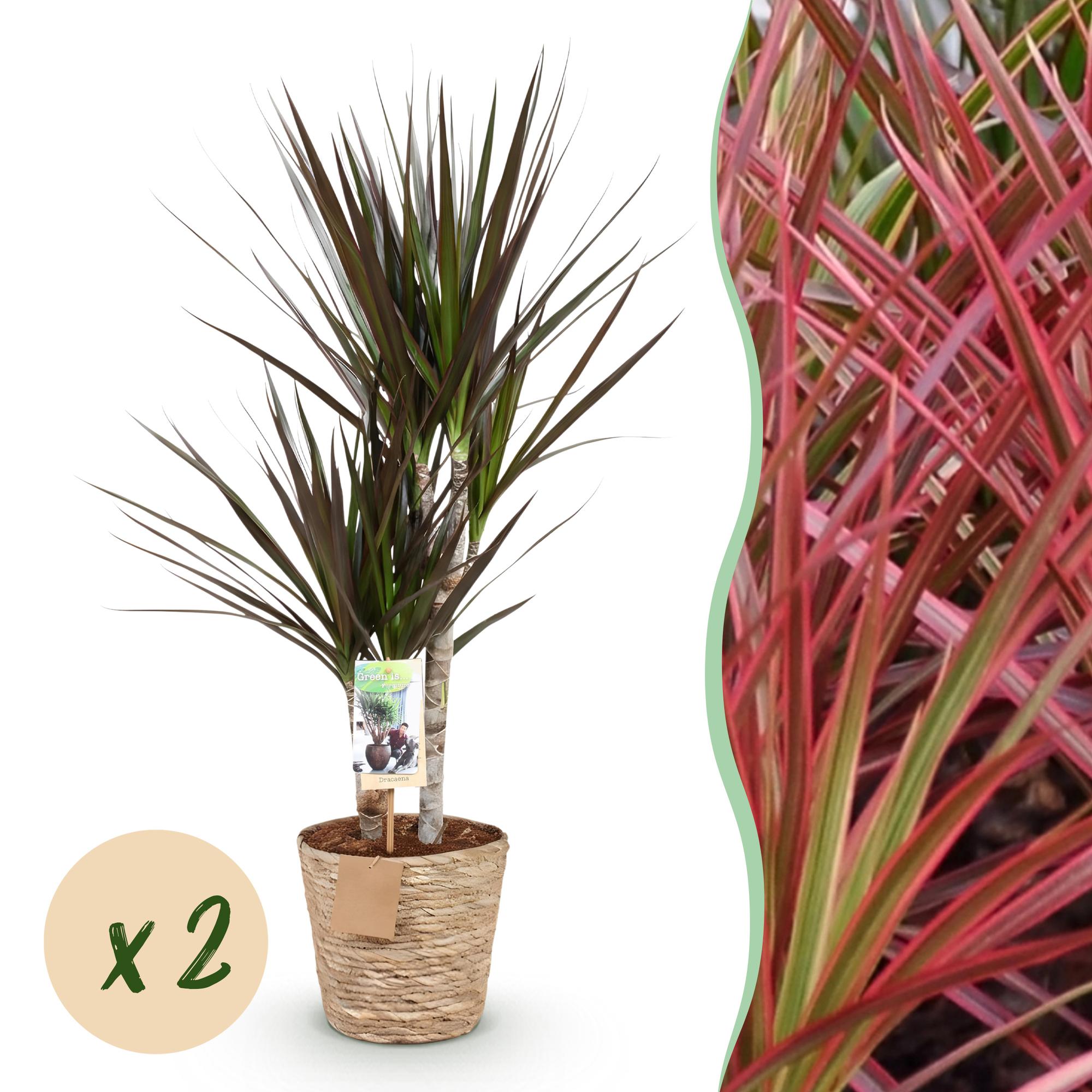 Dracaena Magenta - Drakenbloedboom - Weinig onderhoud - met mand - Groen - 2 Planten - Pot 17cm - Hoogte 70-80cm