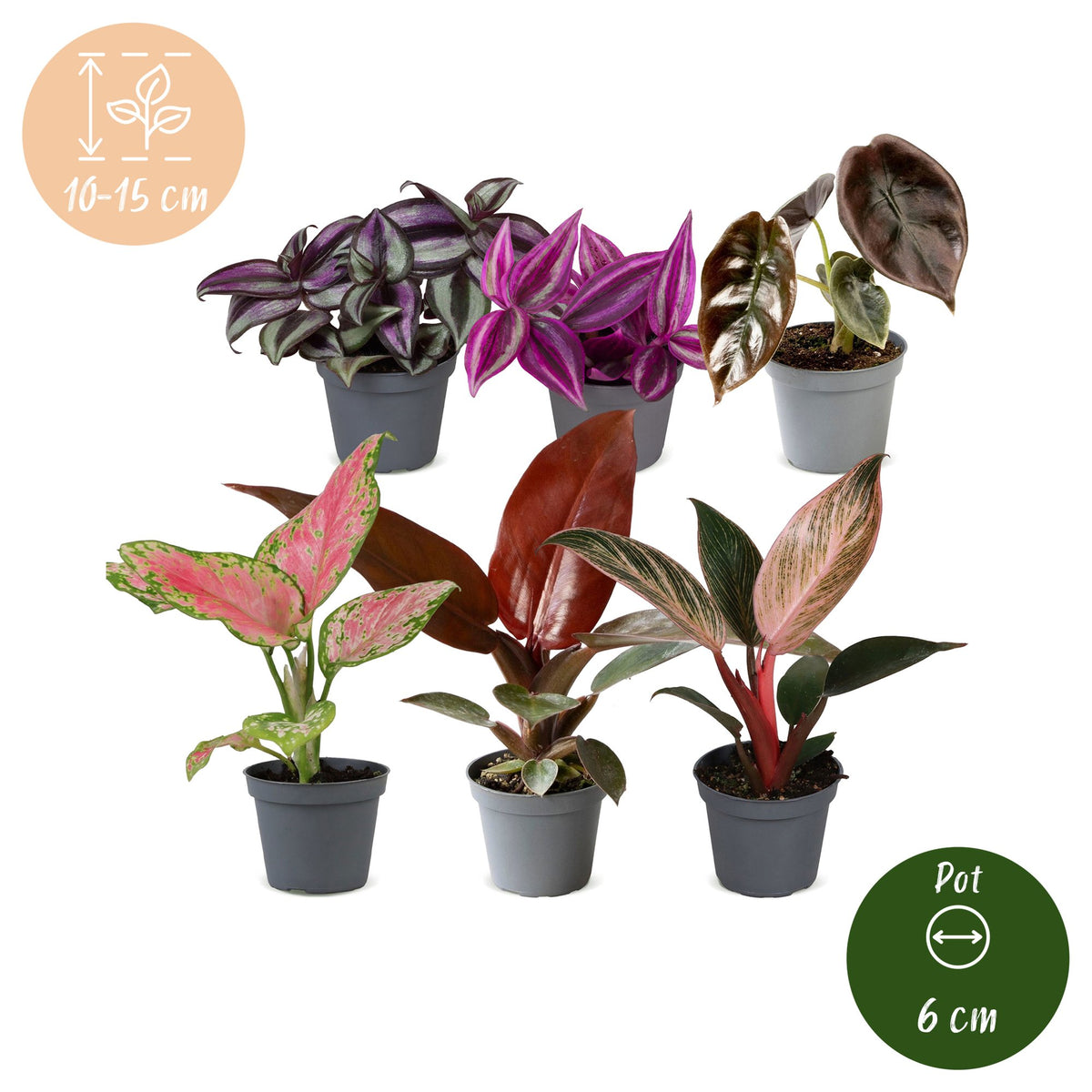 Baby Planten Paradise Mix - Diversen 6x - Tropisch - Ø6cm - ↕10-15cm