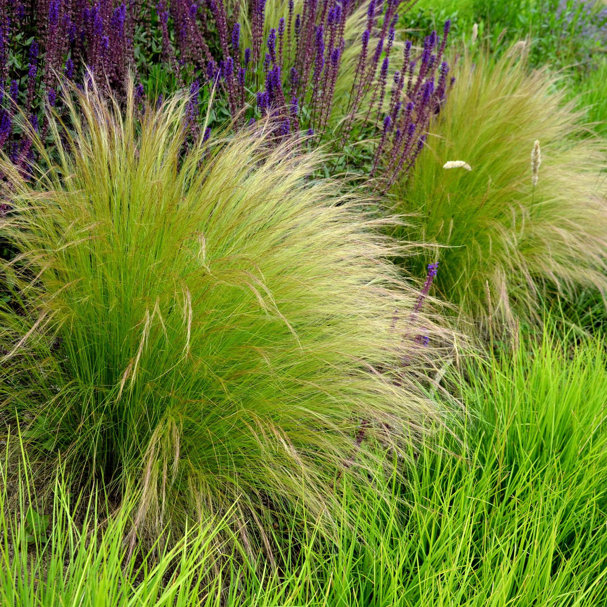 Stipa tenuifolia Pony Tails - Groen - 1 Plant - Groenblijvend - Winterhard - Pot 17cm Hoogte 50cm