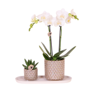 Kolibri Orchids | Gift Set Diamond Pearl Zand - Witte Phalaenopsis Orchidee Mineral Amabilis & Succulent