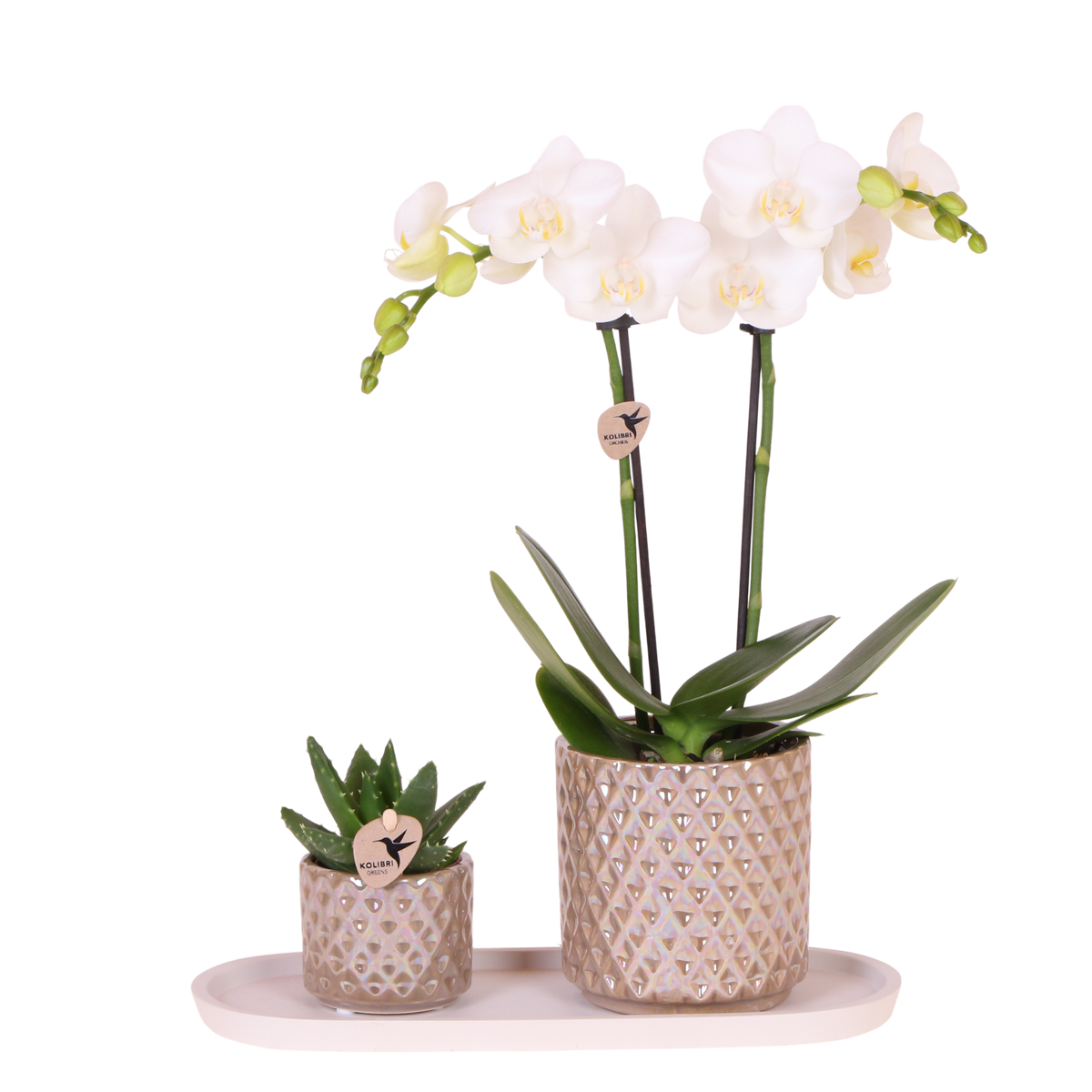 Kolibri Orchids | Gift Set Diamond Pearl Zand - Witte Phalaenopsis Orchidee Mineral Amabilis & Succulent