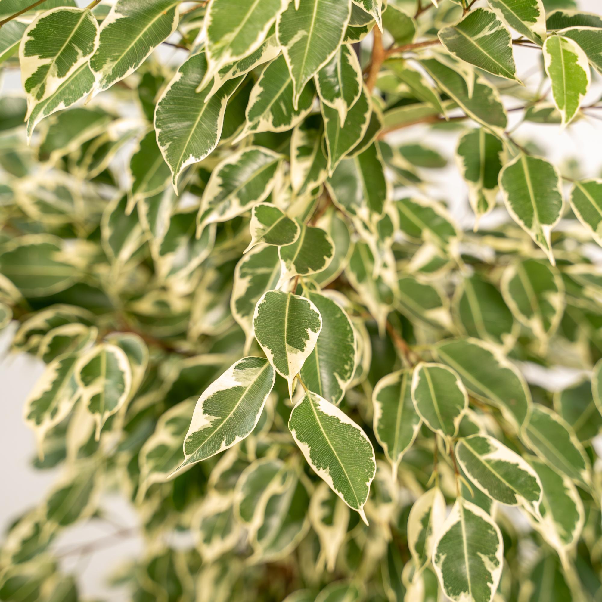 Ficus benjamina Twilight - Ø21cm - ↕95cm + Korb Igmar
