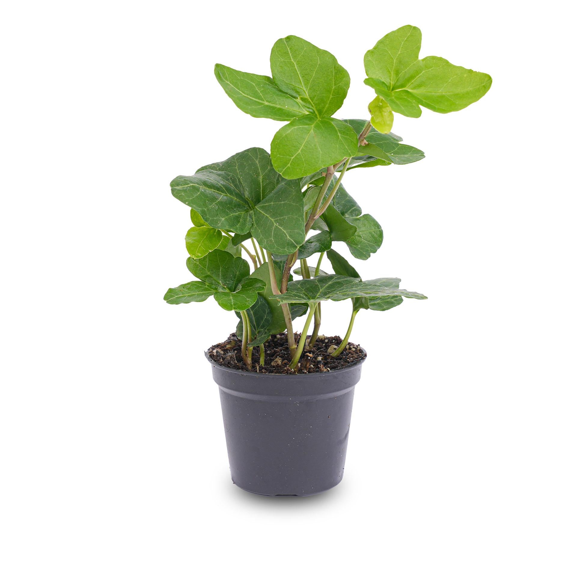 Hedera helix - Ø 6 cm - Pianta da appartamento e da terrario