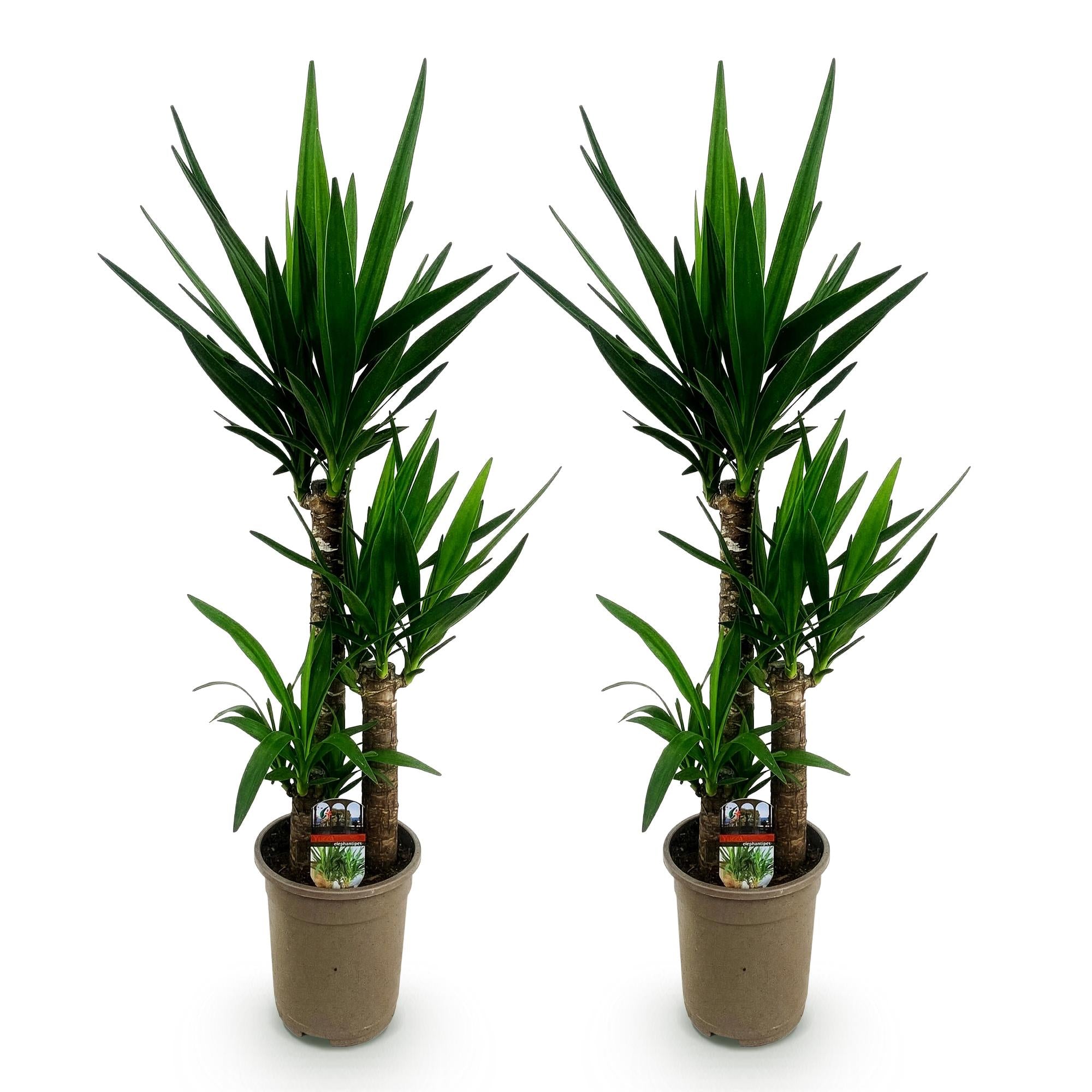 Yucca elephantipes - Weinig onderhoud - Groen - 2 - Pot 21cm - Hoogte 100cm