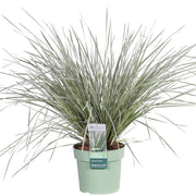Lomandra longifolia 'Hvidt Sand' - Ø19cm - ↕40cm