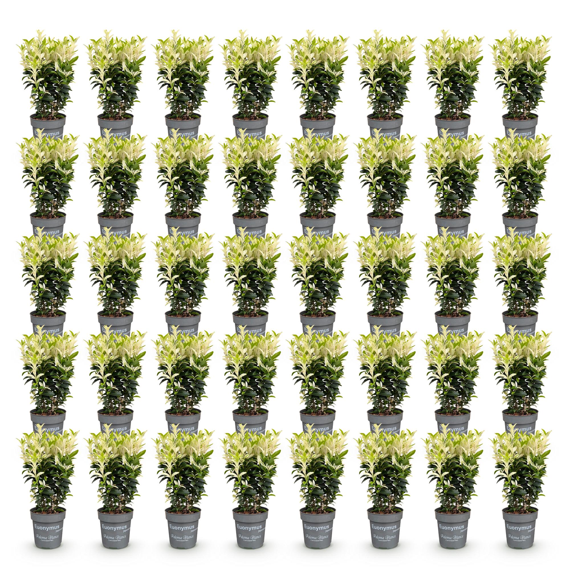 Euonymus japonica Paloma Blanca - Kardinaalsmuts 40x  - Haagplanten - Groenblijvend - Groen - Wit - Pot 9cm - Hoogte 20-30cm