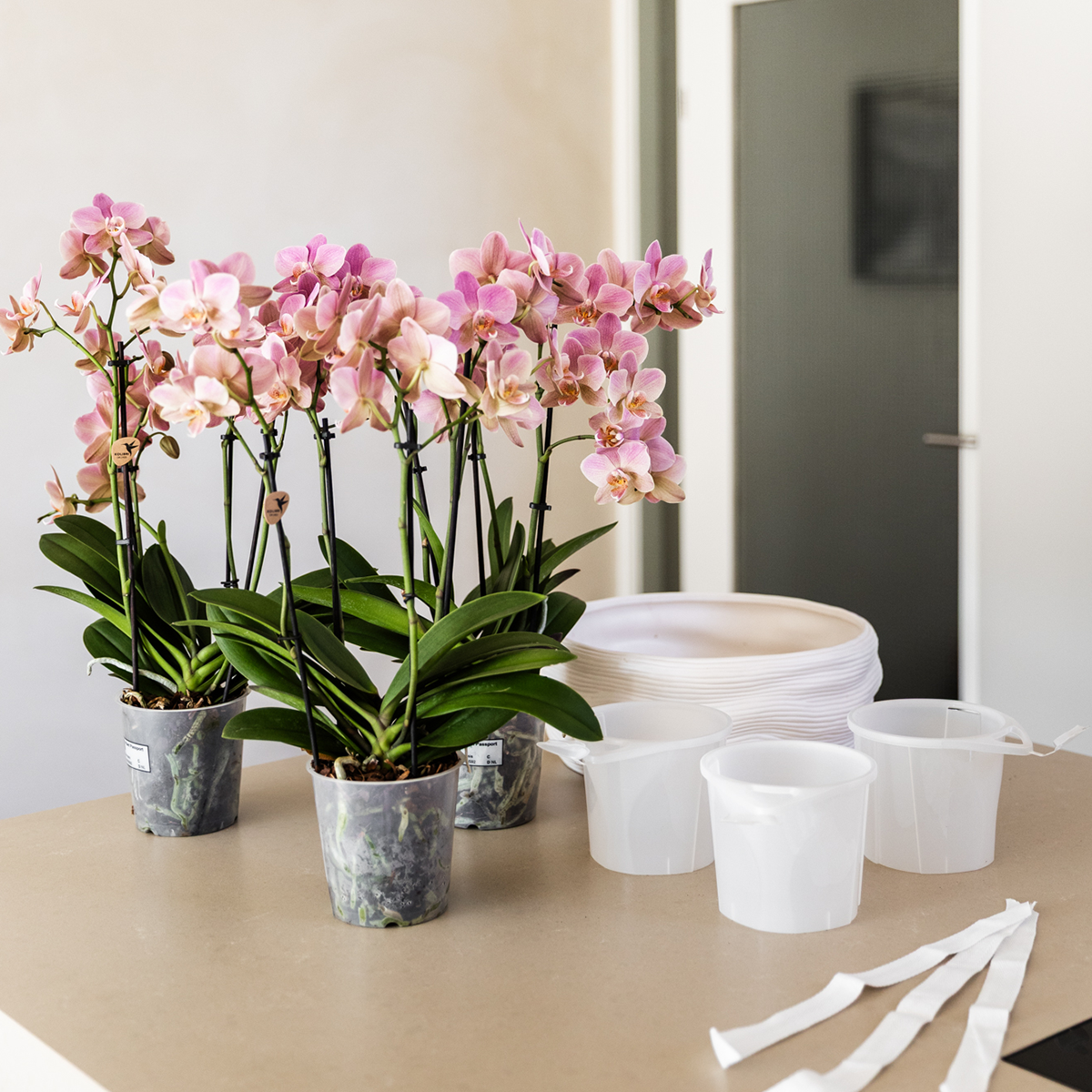 Kolibri Orchids | Witte orchideeënset in Como dish incl. waterreservoir | twee witte Amabilis orchideeën 9cm