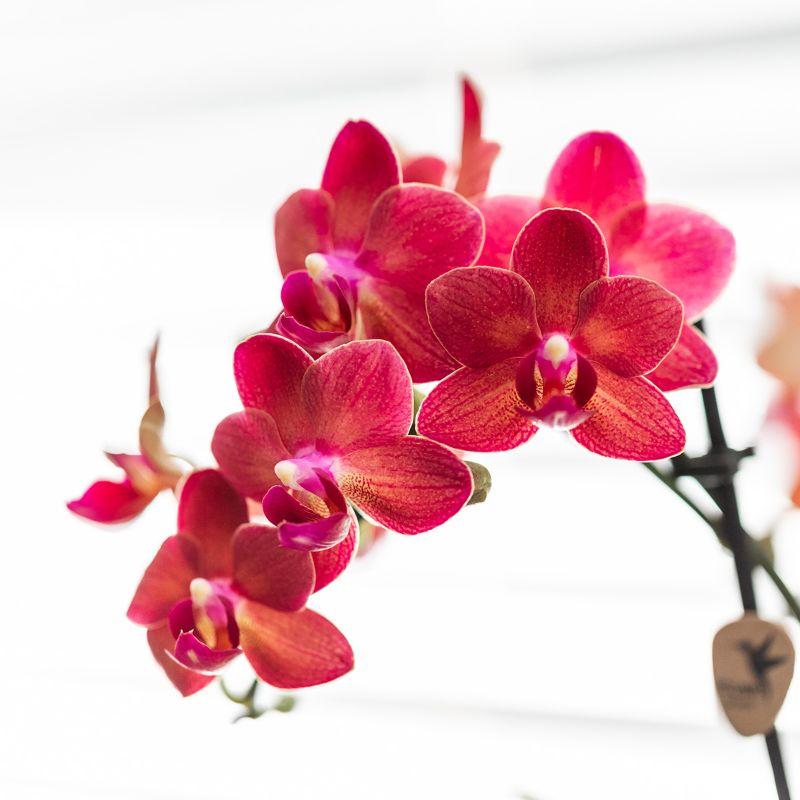 Kolibri Orchids | orchidea Phalaenopsis rossa - Congo + travertino Diabolo - dimensioni vaso Ø9cm | pianta da appartamento fiorita - fresca dal coltivatore