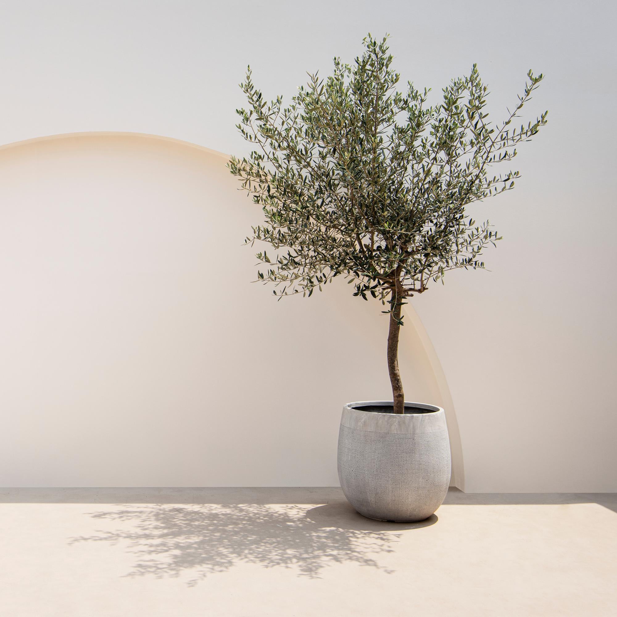 Olea Europaea - Terras Plant - Bladhoudend - Winterhard - Olijfgroen Blad - Pot 19cm Hoogte 90cm