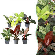 Baby Philodendron Family 6x - Wit - Roze - Geel - Groen - Rood - Tropisch - Ø6cm - ↕10-15cm