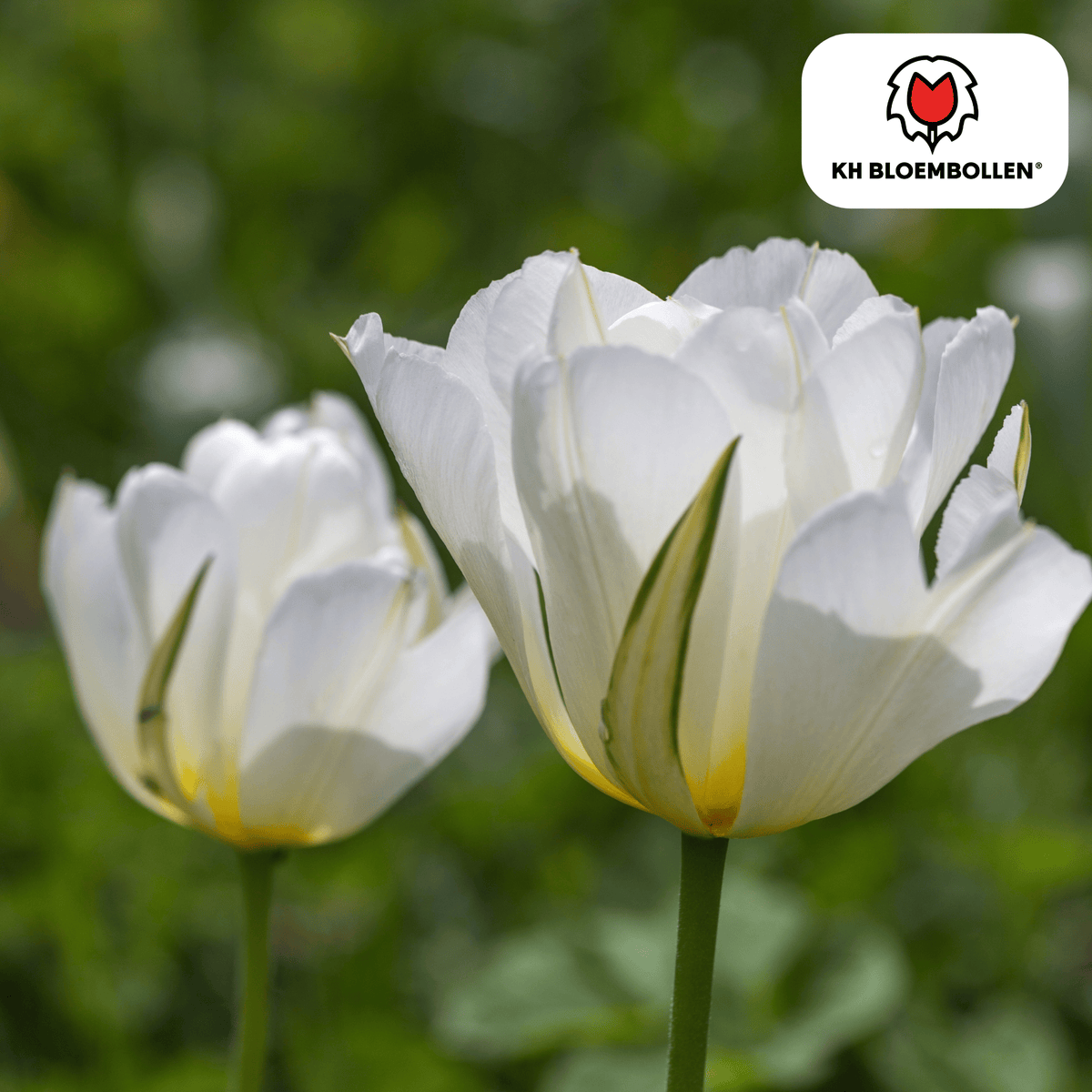 Bulbi di tulipano White Valley – Confezione da 20 | KH Bloembollen® | Tulipano bianco – Fresco, elegante e senza tempo – Per giardino o vaso – Misura 11/12 – Fresco dal coltivatore