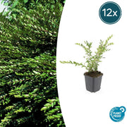 12x Lonicera pileata - ↕10-25cm - Ø9cm