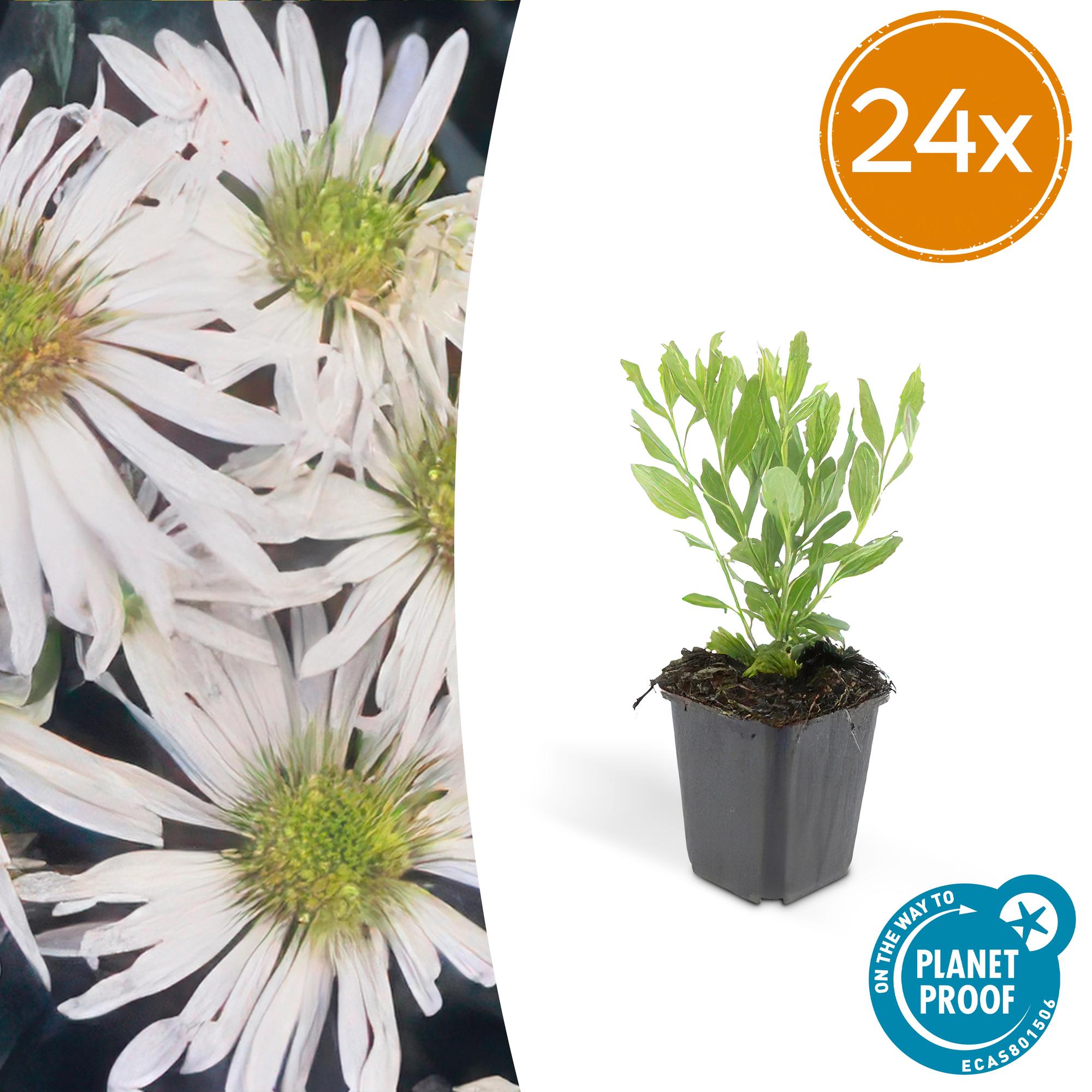 24x Aster agératoïdes 'Ashvi' - ↕10-25cm - Ø9cm