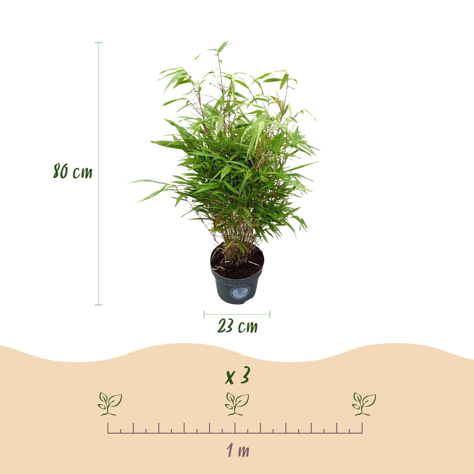 Fargesia Rufa - Niet Woekerende Bamboe - Bladhoudend - Groen - 2 Planten - Pot 23 cm - Hoogte 80 cm