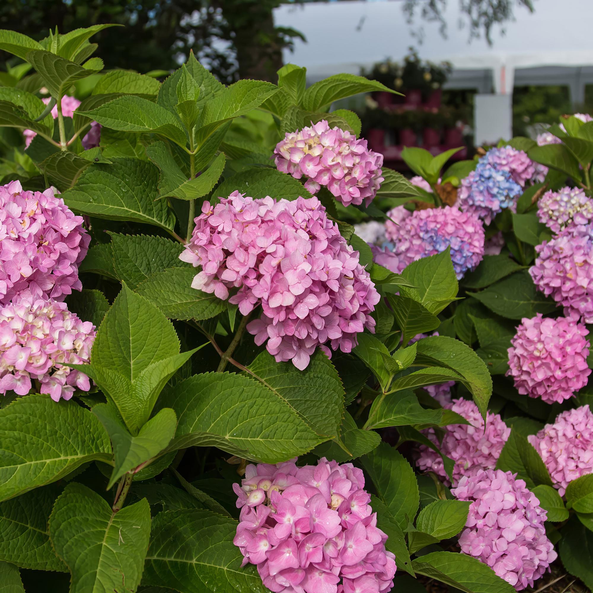 Hydrangea Endles Summer The Original Pink - Hortensia - Winterhard - Roze - 8 Planten - Pot 14cm -Hoogte 20-25cm