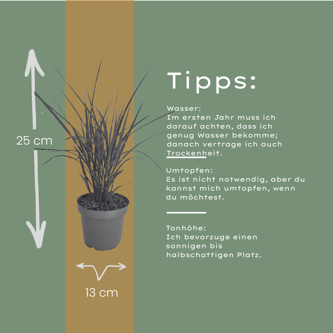 3x Miscanthus sinensis ‘Zebrinus’ – Opvallend zebragras met decoratief gestreept blad | Potmaat 12 cm