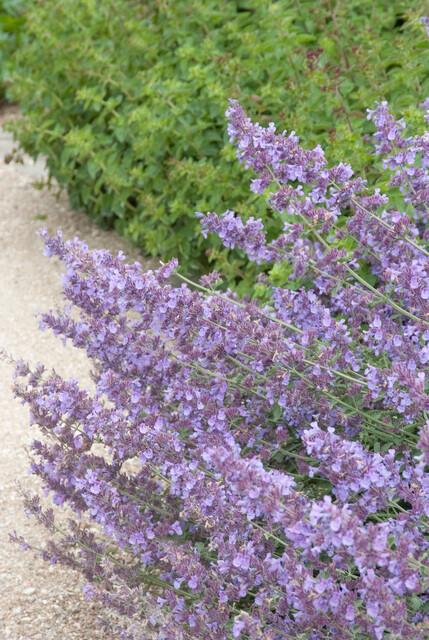 24x Nepeta 'Walker's Low' - ↕10-25cm - Ø9cm