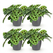 Maranta Fascinator Kerchoveana - Zebraplant - Huisdiervriendelijke Plant - Groen - 4 Planten - met Potter Grijs - Pot 12cm - Hoogte 25cm
