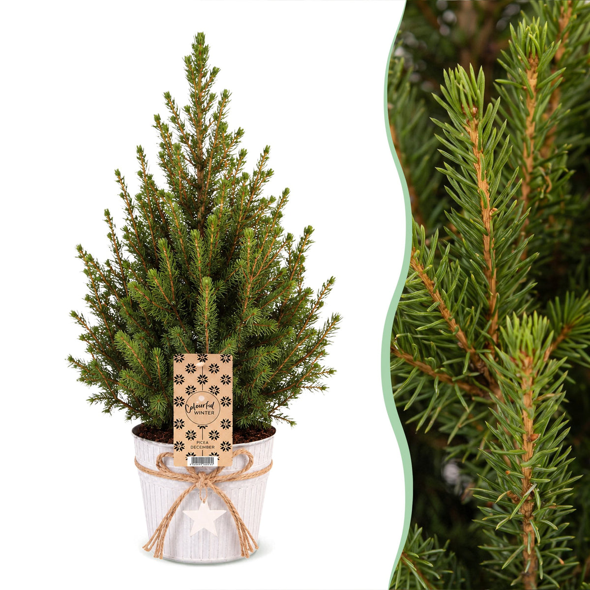 Picea glauca Conica - 2x Kegelspar - Groen - Kerstboom - incl. zinken pot - Ø17cm - ↕65cm