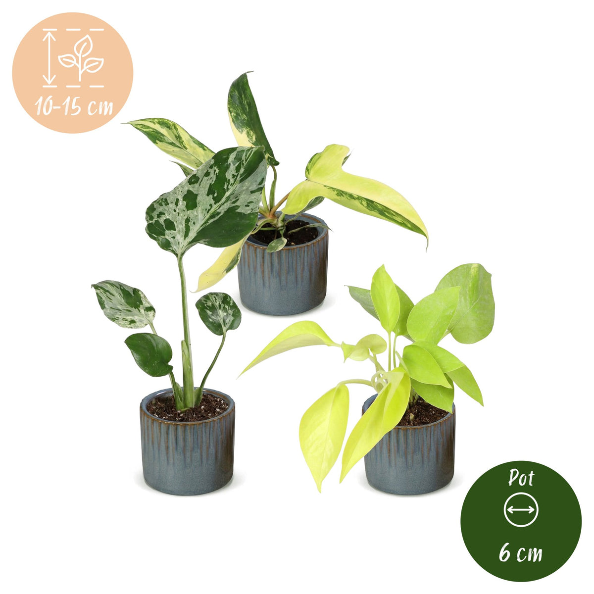 Baby Planten Tropical Mix - Diversen 3x - Tropisch - incl. Linnea Misty Blue - Ø6cm - ↕10-15cm