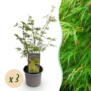 Acer palmatum Emerald Lace - Groen - 3 Planten - Bladverliezend - Weinig Onderhoud - Pot 12cm Hoogte 35cm