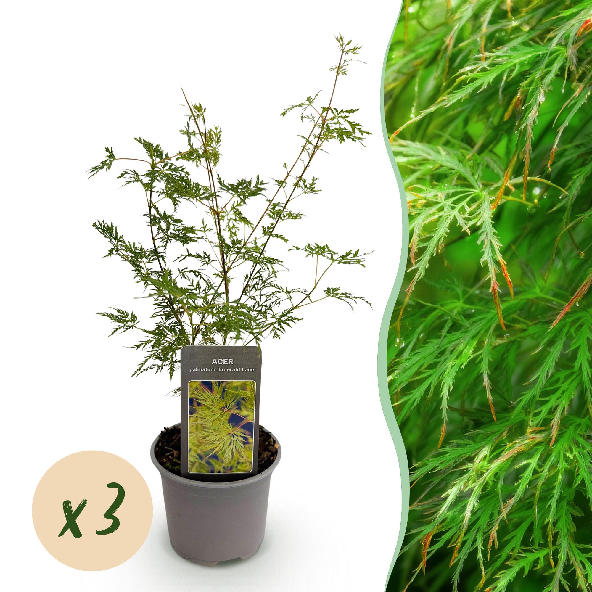 Acer palmatum Emerald Lace - Groen - 3 Planten - Bladverliezend - Weinig Onderhoud - Pot 12cm Hoogte 35cm