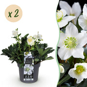 Kerstroos - Helleborus Christmas Carol  - Witte Bloem -2 Planten - Groenblijvend - Pot 17cm Hoogte 35cm