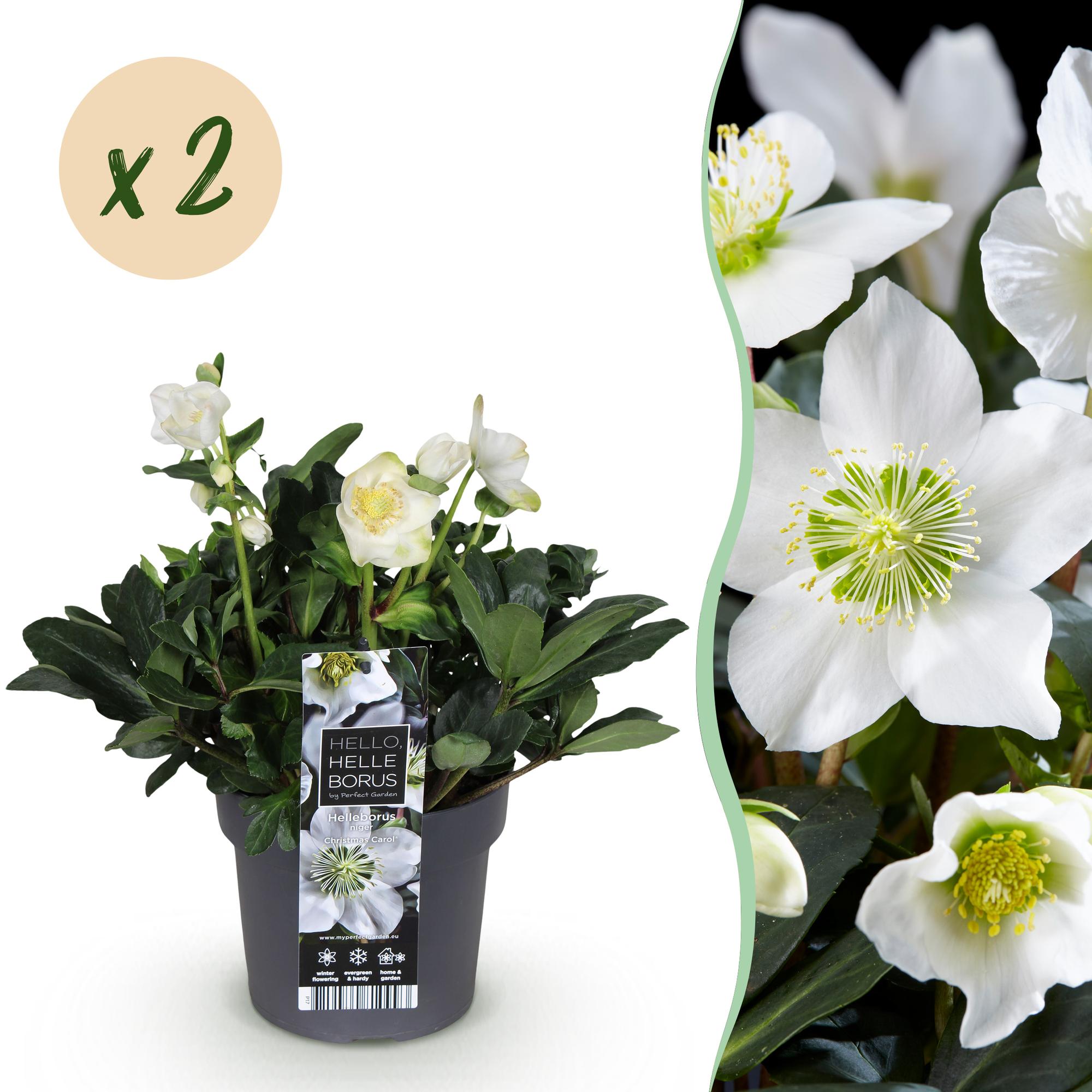 Kerstroos - Helleborus Christmas Carol  - Witte Bloem -2 Planten - Groenblijvend - Pot 17cm Hoogte 35cm