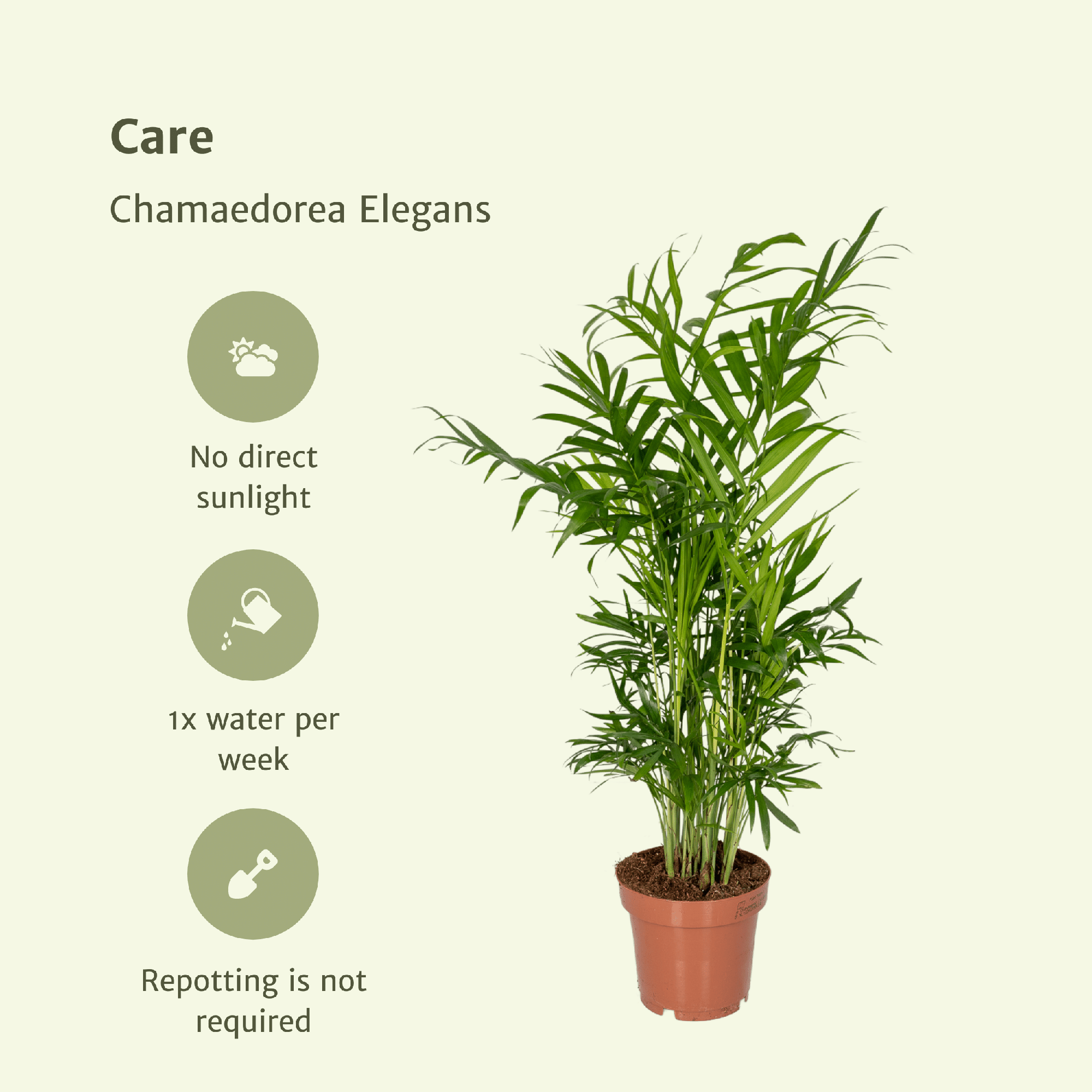 Chamaedorea Elegans (Mexican Mountain Palm) - 2 pieces - Ø12cm - ↕40cm