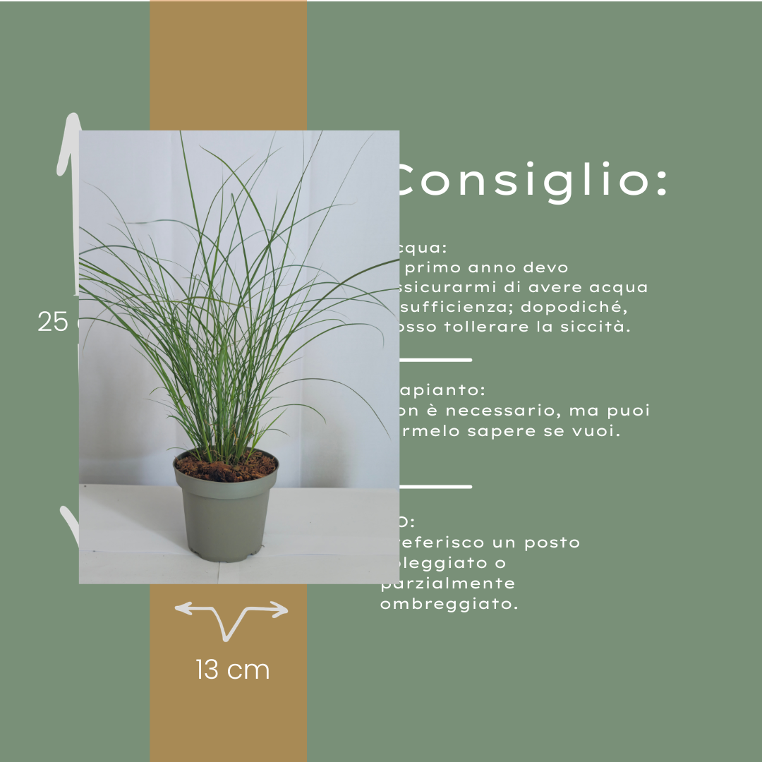 6x Miscanthus sinensis ‘Gracillimus’ – Elegant prachtriet met sierlijk overhangend blad | Potmaat 12 cm