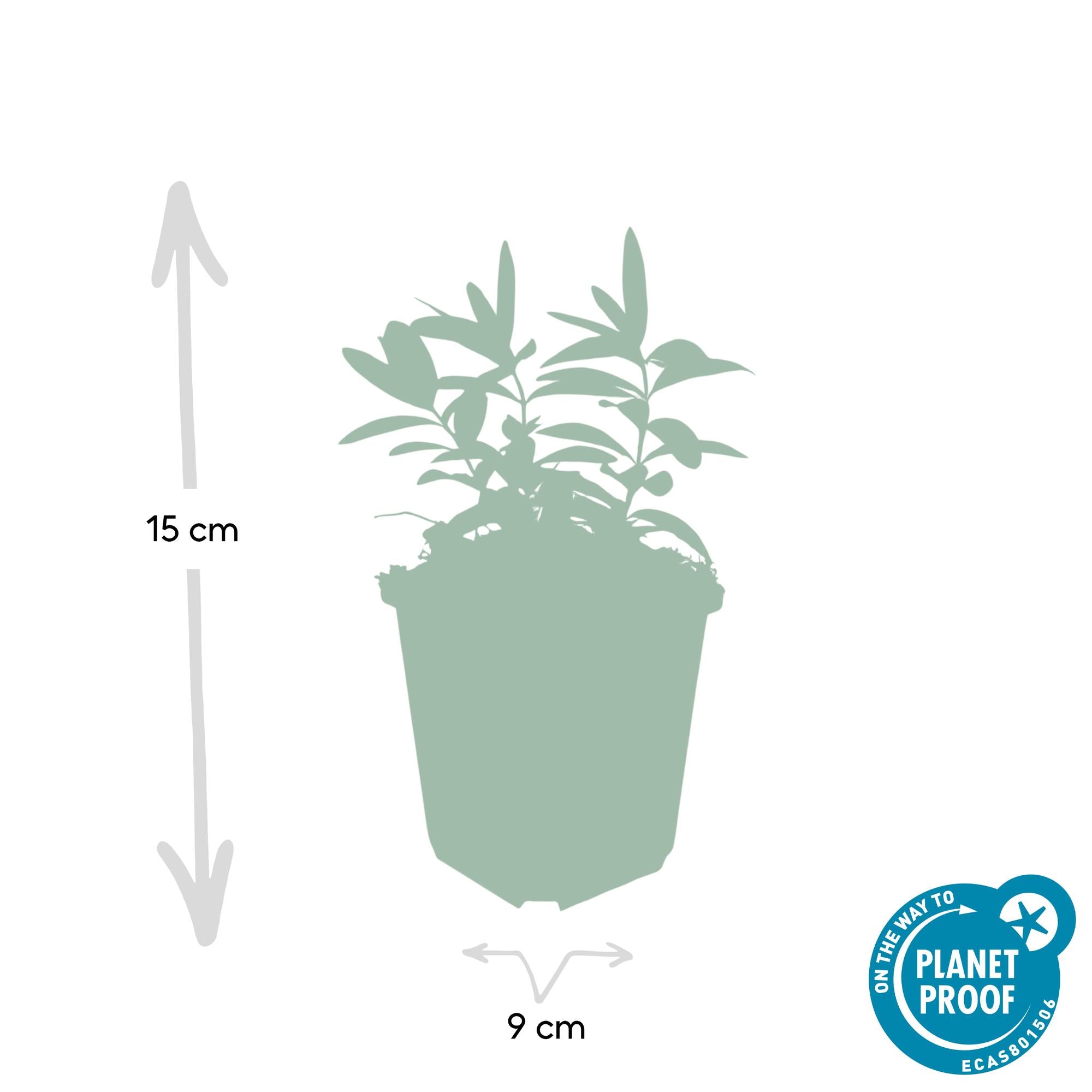 60x Hipérico calycinum - ↕10-25cm - Ø9cm