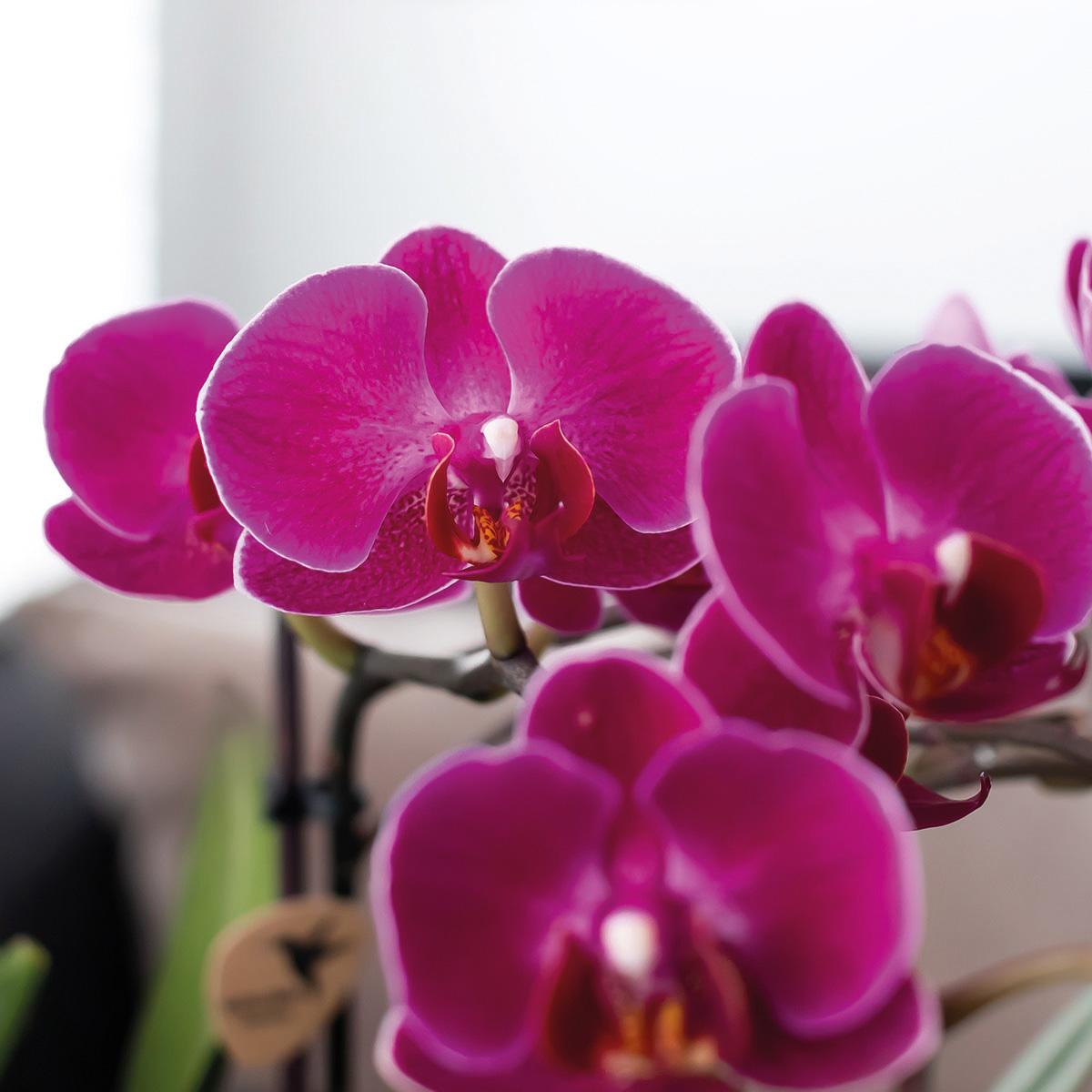 Kolibri Orchids | paarse orchideeënset in Como dish incl. waterreservoir | drie paarse orchideeën Morelia 9cm | Mono Bouquet paars met zelfvoorzienend waterreservoir