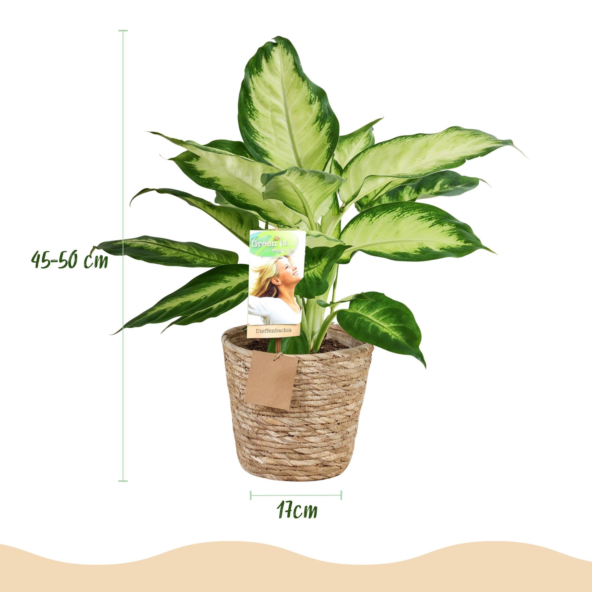 Diefenbachia Camilla - Weinig onderhoud - met mand - Groen - 2 Planten - Pot 17cm - Hoogte 45-50cm