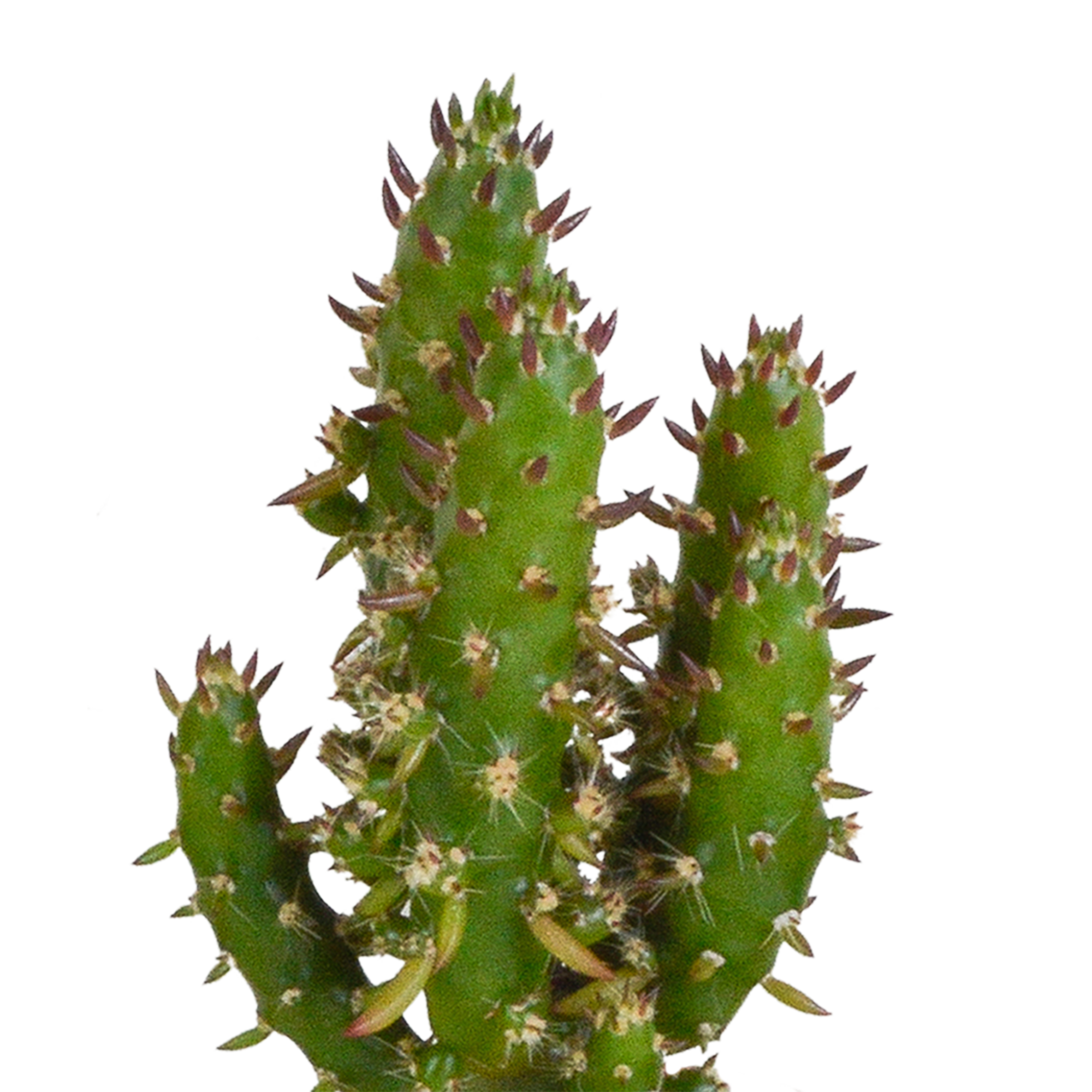 Cactus mix 5.5 cm - 5x - in white pot