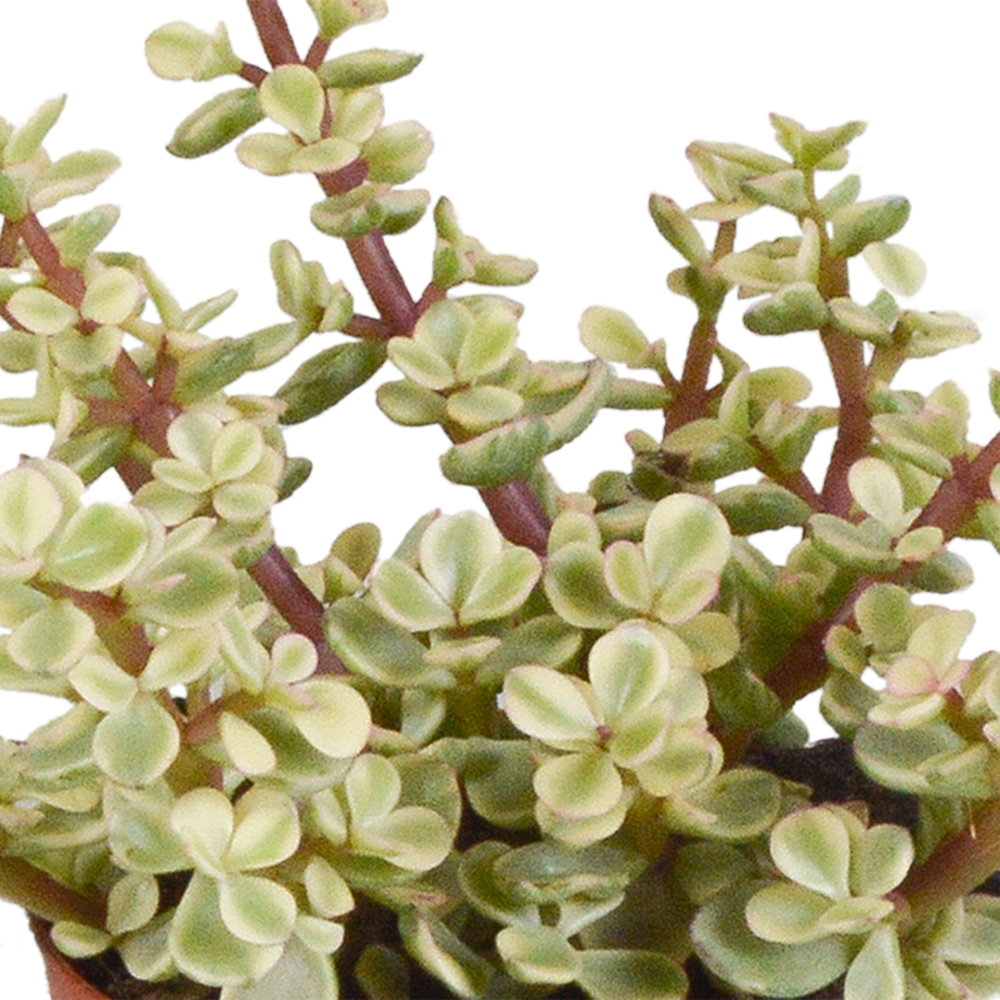 Crassula mix 8,5 cm - 3x - en pot blanc