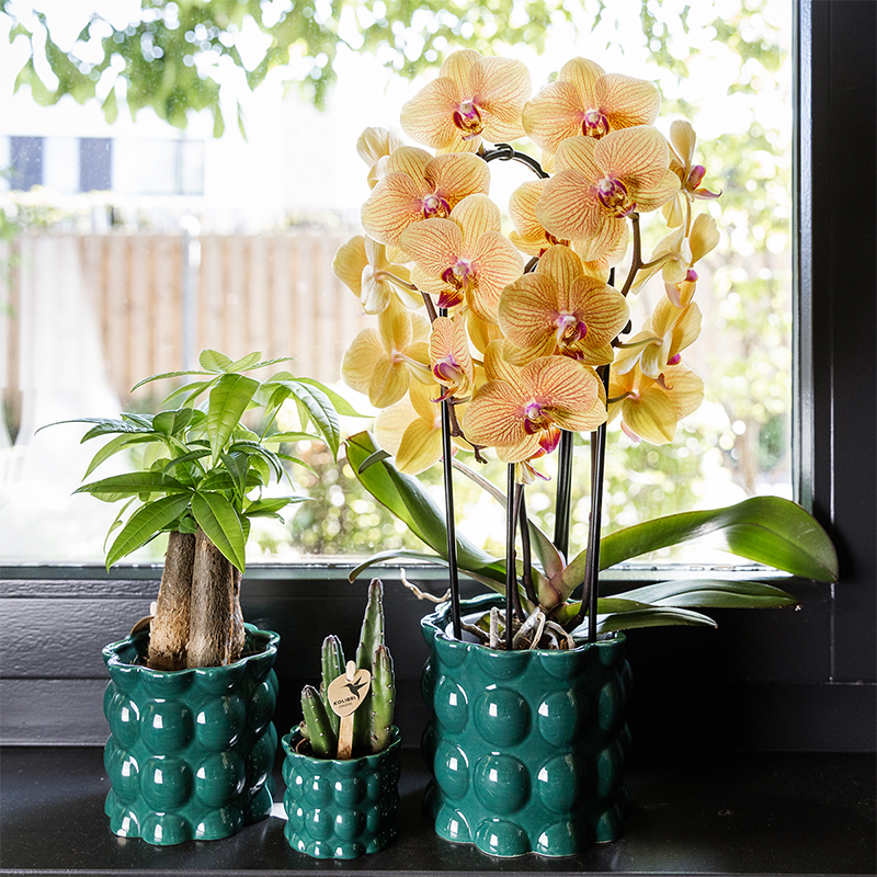 Kolibri Home | Cotton Shine sierpot - Green - Ø6cm