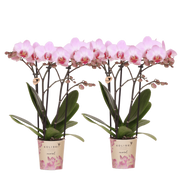 Kolibri Orchids | Combi Deal - 2 Roze Phalaenopsis Orchideeën Mineral Antwerpen - Ø9 cm