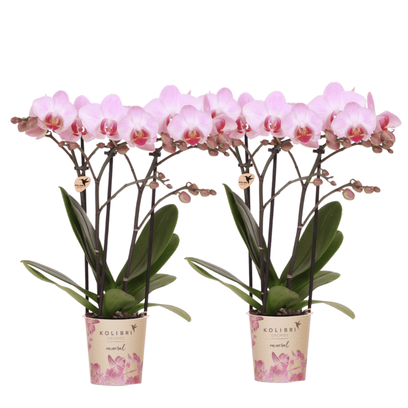 Kolibri Orchids | Combi Deal - 2 Roze Phalaenopsis Orchideeën Mineral Antwerpen - Ø9 cm