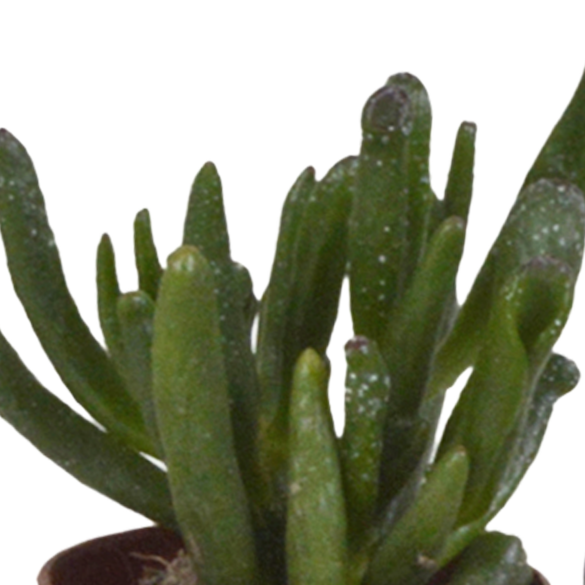 Succulent mix 5.5 cm - 5x - without pot